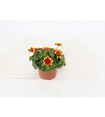 Биденс D13 H23 - Bidens Beedance Yellow