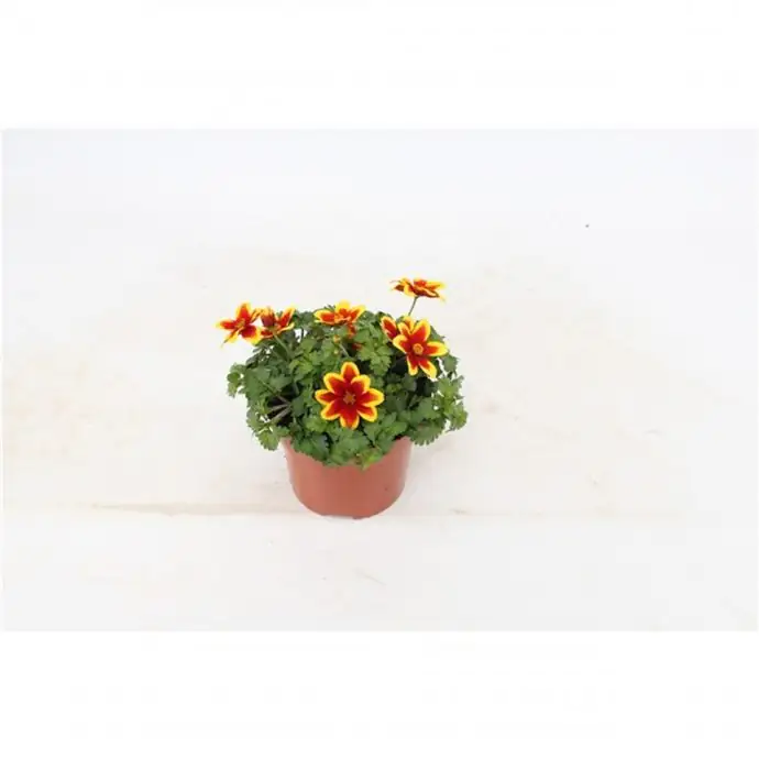 Биденс D13 H23 - Bidens Beedance Yellow
