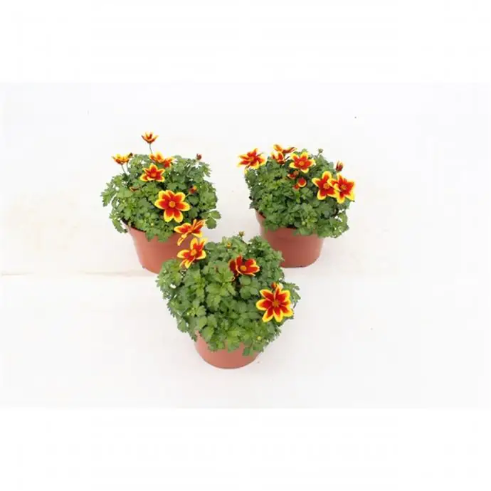 Биденс D13 H23 - Bidens Beedance Yellow - Image 2