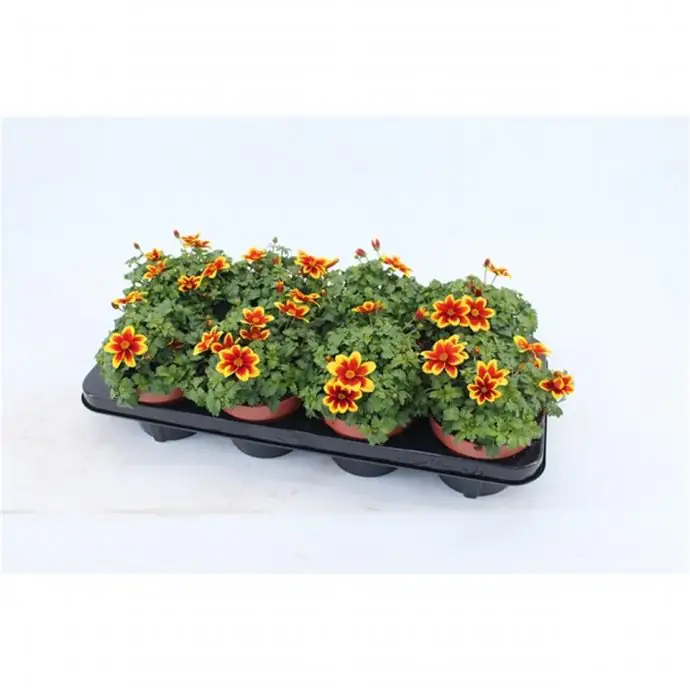 Биденс D13 H23 - Bidens Beedance Yellow - Image 3