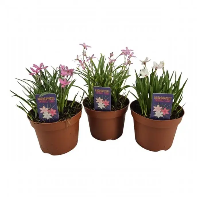 Родохипоксис D12 H15 - Rhodohypoxis mix