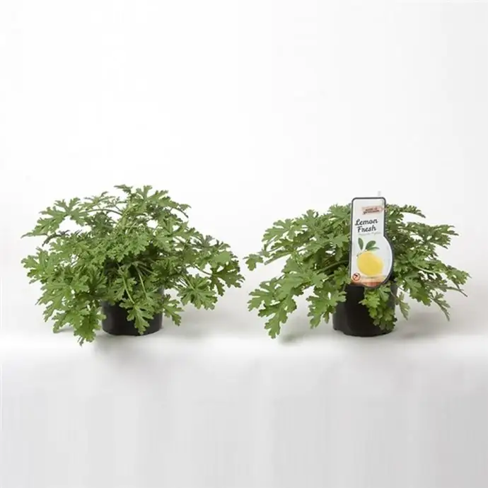 Пеларгониум D12 H20 - Pelargonium Anti-Mosquito - Image 2