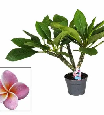 Плумерия D17 H45 - Plumeria rubra Hawaiian mix