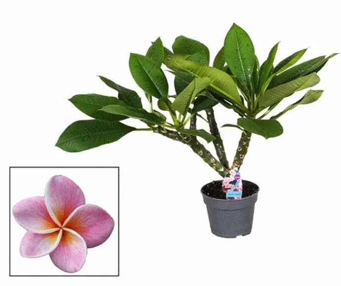 Плумерия D17 H45 - Plumeria rubra Hawaiian mix