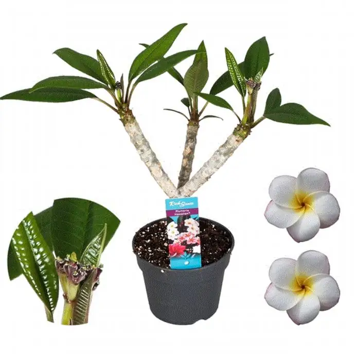 Плумерия D17 H45 - Plumeria rubra Hawaiian mix - Image 2