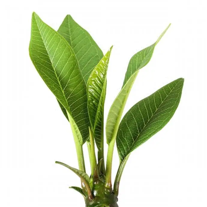 Плумерия D17 H45 - Plumeria rubra Hawaiian mix - Image 3