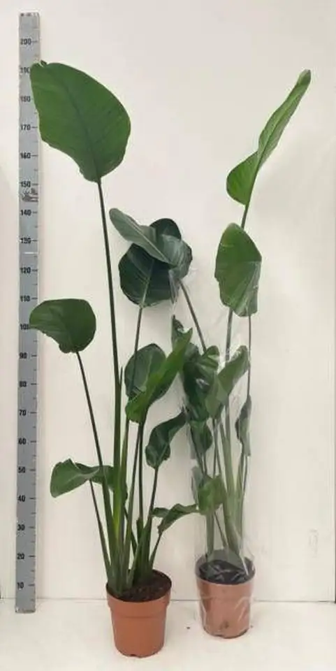 Стрелиция D21 H170 - Strelitzia Nicolai 2pp