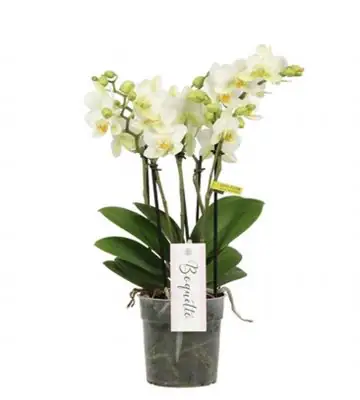 Орхидея D12 H45 - Phalaenopsis  boquetto beauty