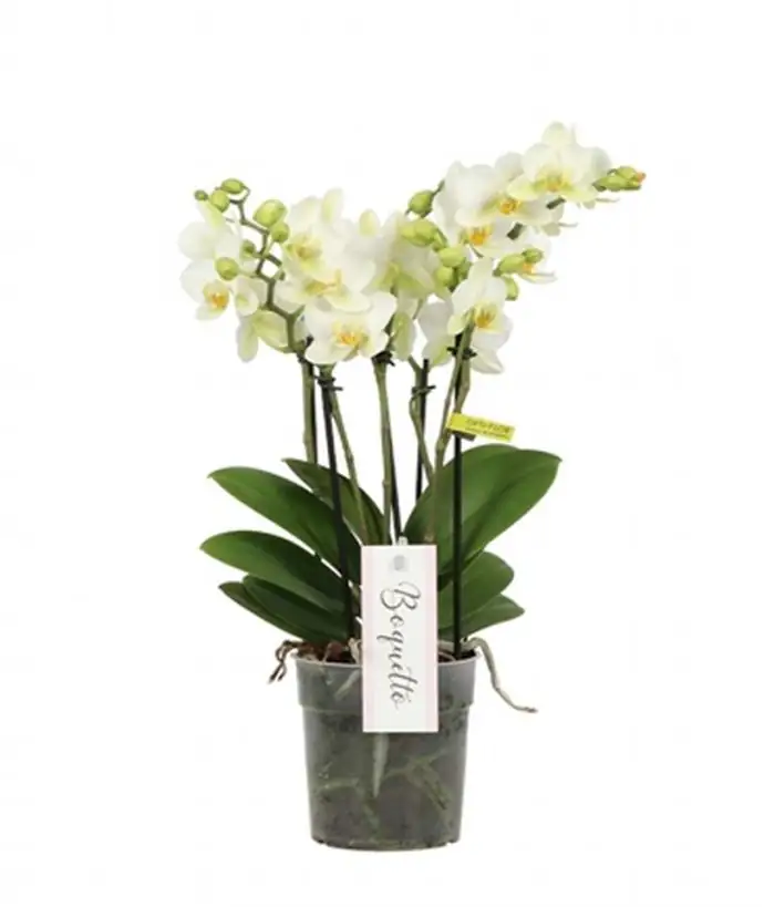 Орхидея D12 H45 - Phalaenopsis  boquetto beauty