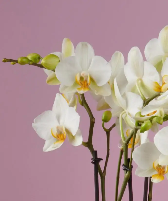 Орхидея D12 H45 - Phalaenopsis  boquetto beauty - Image 2