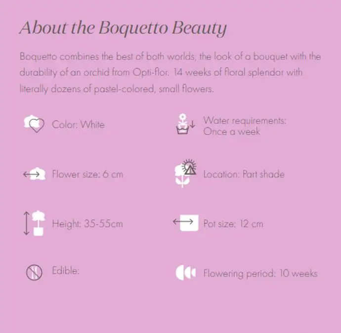 Орхидея D12 H45 - Phalaenopsis  boquetto beauty - Image 3