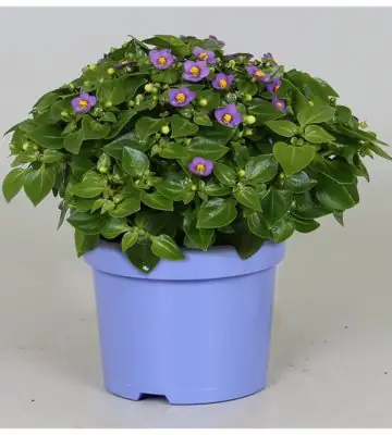 Екзакум D12 H20 - Exacum affine Blue Star