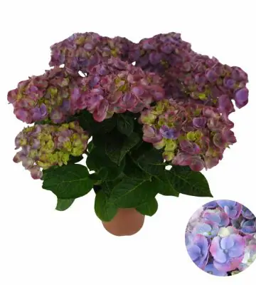 Хортензия  D23 H45 - Hydrangea Hi Island Purple