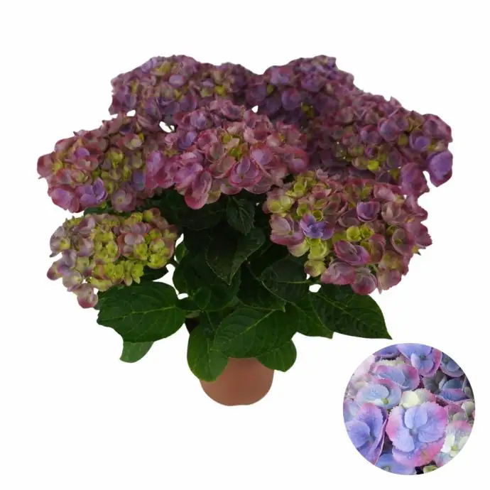 Хортензия  D23 H45 - Hydrangea Hi Island Purple