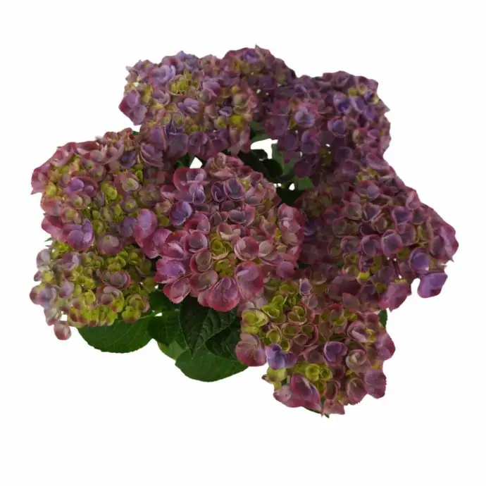 Хортензия  D23 H45 - Hydrangea Hi Island Purple - Image 2