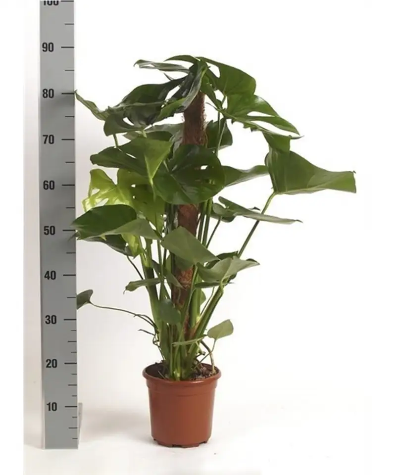 Монстера D19 H100 - Monstera deliciosa 8pp