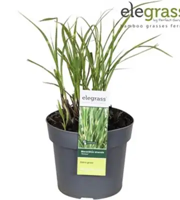 Мискантус D19 H70 - Miscanthus Strictus