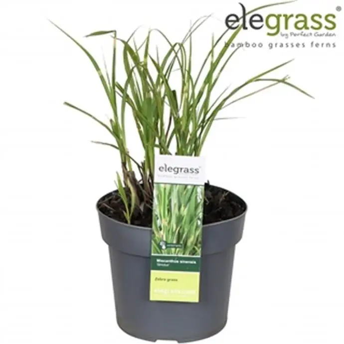 Мискантус D19 H70 - Miscanthus Strictus