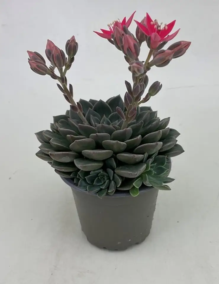 Граптопеталум D9 H13 - Graptopetalum bellum