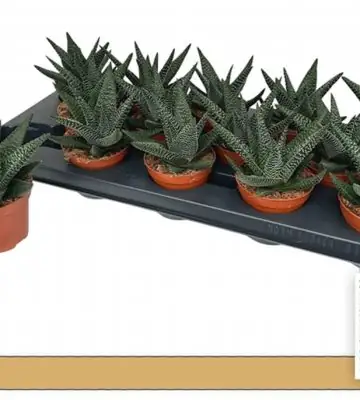 Гастерхавортия D9 H14 - GasterHaworthia Royal