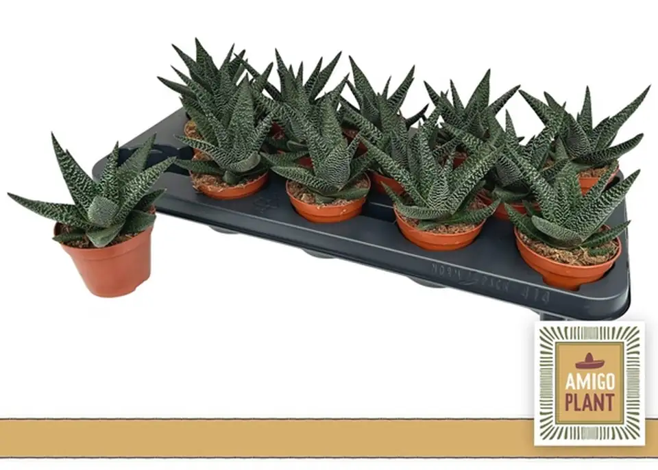 Гастерхавортия D9 H14 - GasterHaworthia Royal