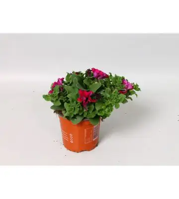 Петуния D10 H15 - Petunia Giant Purple Surfinia