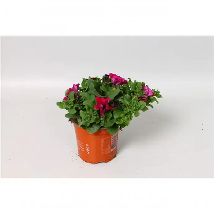 Петуния D10 H15 - Petunia Giant Purple Surfinia