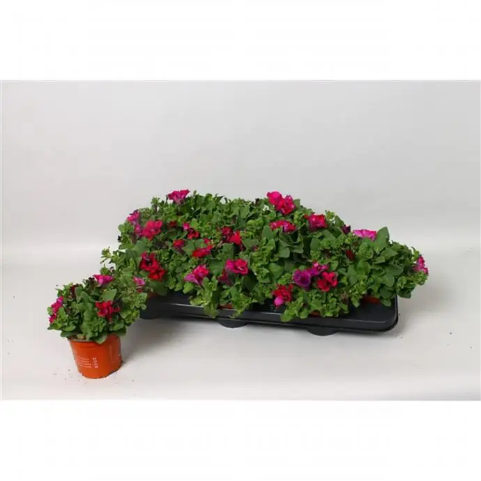 Петуния D10 H15 - Petunia Giant Purple Surfinia - Image 2
