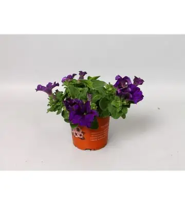 Петуния D10 H15 - Petunia Blue Surfinia