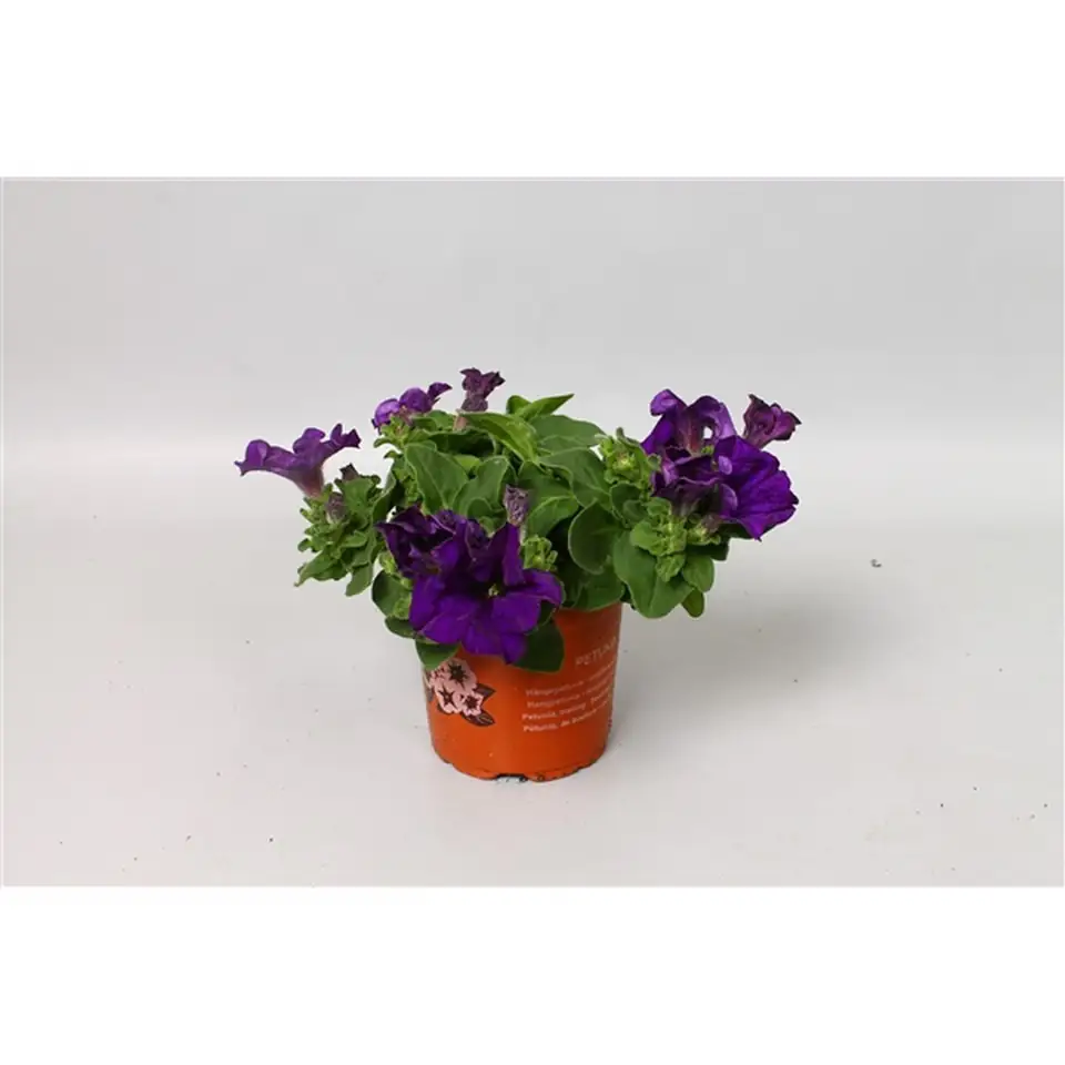 Петуния D10 H15 - Petunia Blue Surfinia