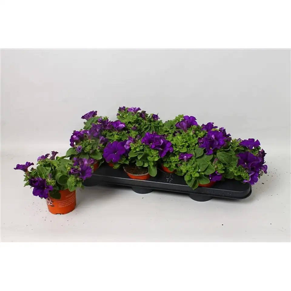 Петуния D10 H15 - Petunia Blue Surfinia - Image 2