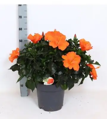 Хибискус D27 H65 - Hibiscus Sunny Torino