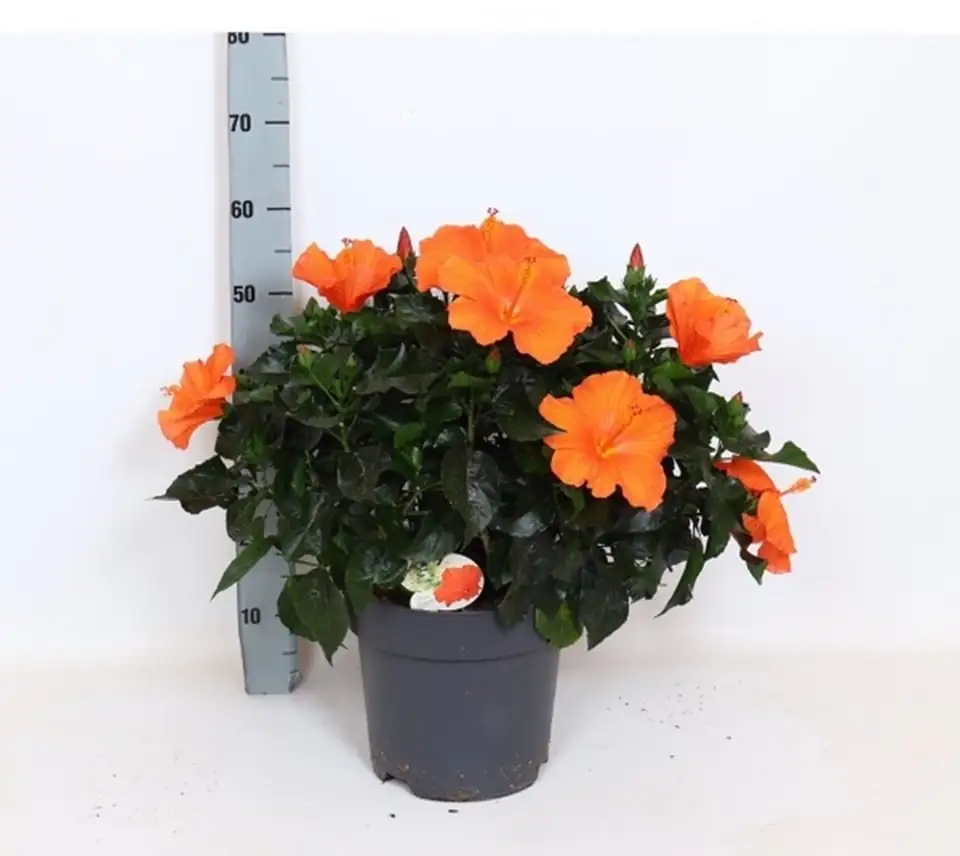 Хибискус D27 H65 - Hibiscus Sunny Torino