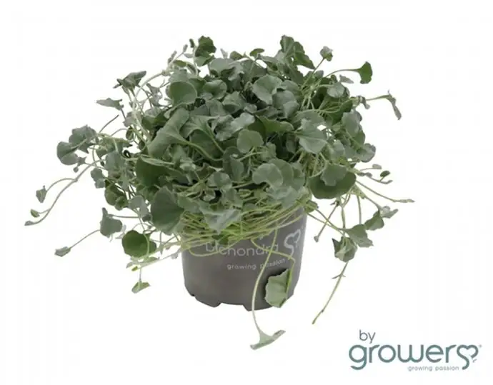 Дихондра D10 H15 - Dichondra Argentea Silver Falls