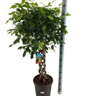 Фикус D30 H140 - Ficus Exotica Koker