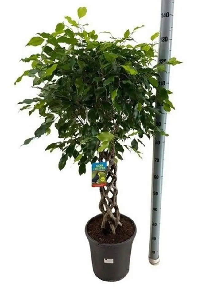 Фикус D30 H140 - Ficus Exotica Koker