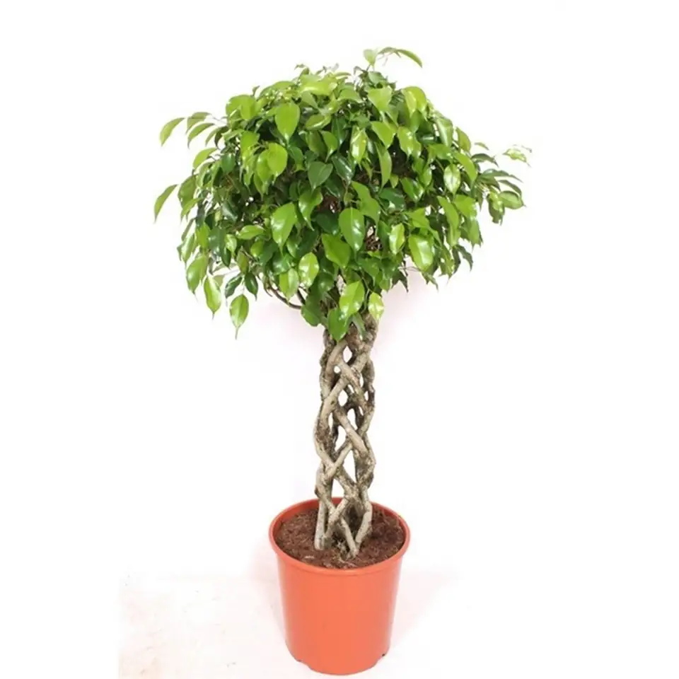Фикус D30 H140 - Ficus Exotica Koker - Image 2