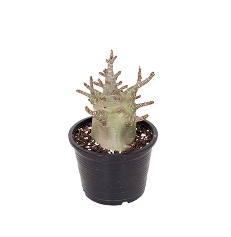 Адениум D15 H30 - Adenium Baobab