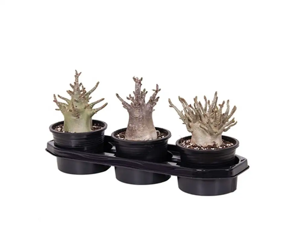 Адениум D15 H30 - Adenium Baobab - Image 2