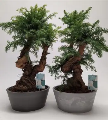 Араукария D25 H65 - Araucaria cunninghamii bonsai