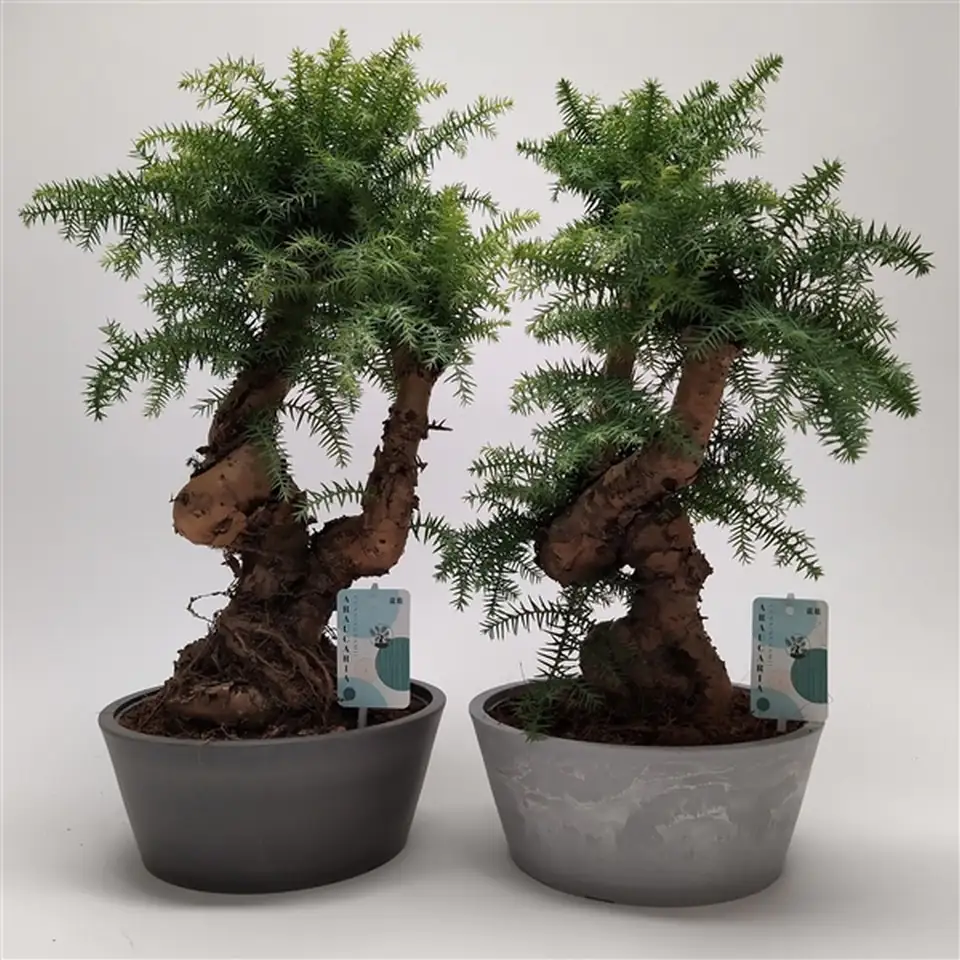 Араукария D25 H65 - Araucaria cunninghamii bonsai
