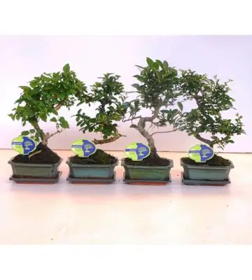 Бонзай D15 H30 - Bonsai mix