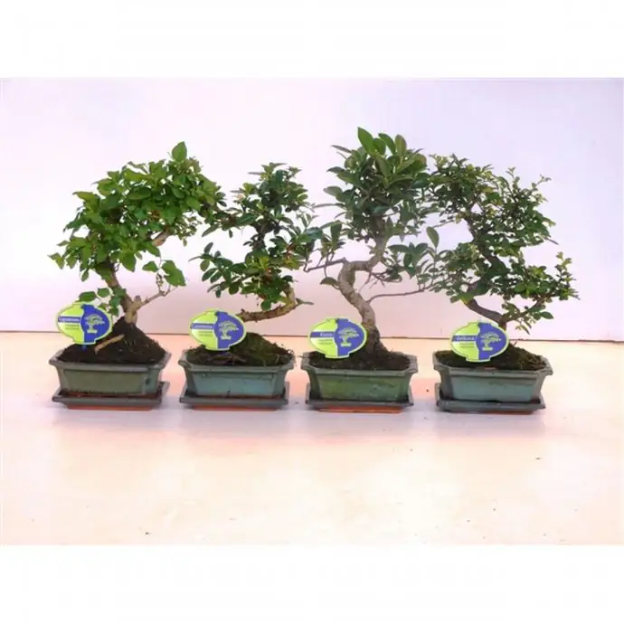 Бонзай D15 H30 - Bonsai mix