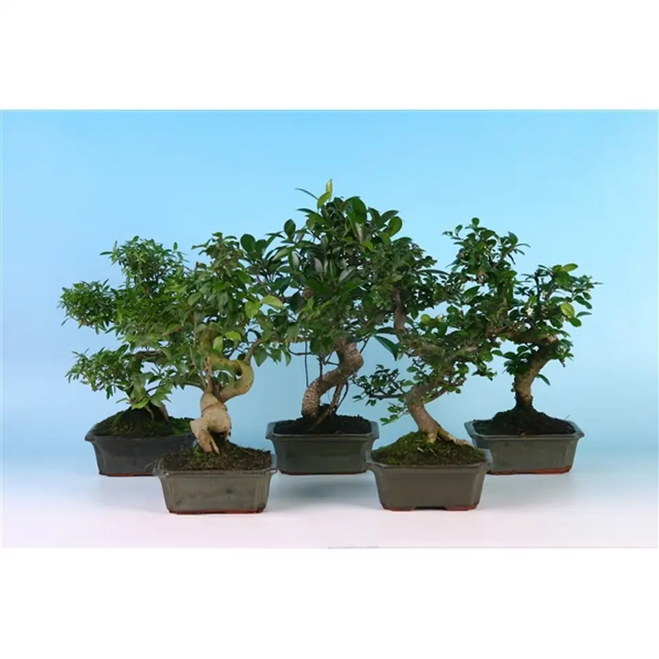 Бонзай D15 H30 - Bonsai mix - Image 2