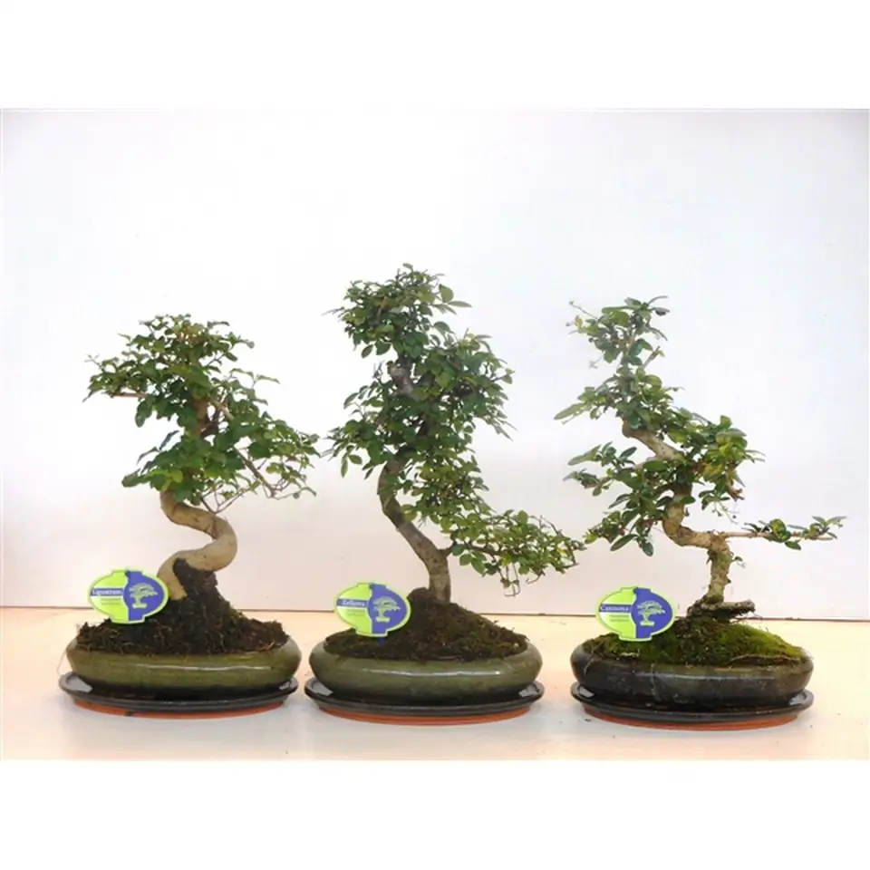 Бонзай D24 H40 - Bonsai mix - Image 2