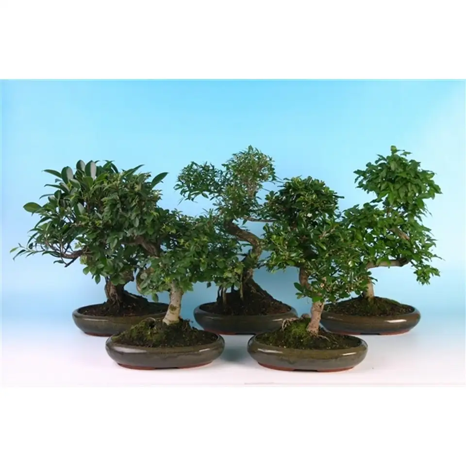 Бонзай D24 H40 - Bonsai mix - Image 3