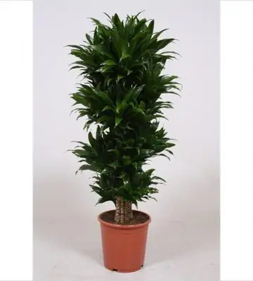 Драцена D27 H100 - Dracaena fragrans Compacta