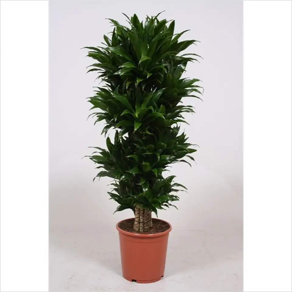 Драцена D27 H100 - Dracaena fragrans Compacta
