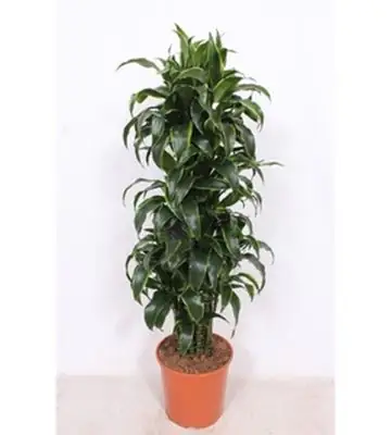 Драцена D30 H135 - Dracaena compacta Dorado