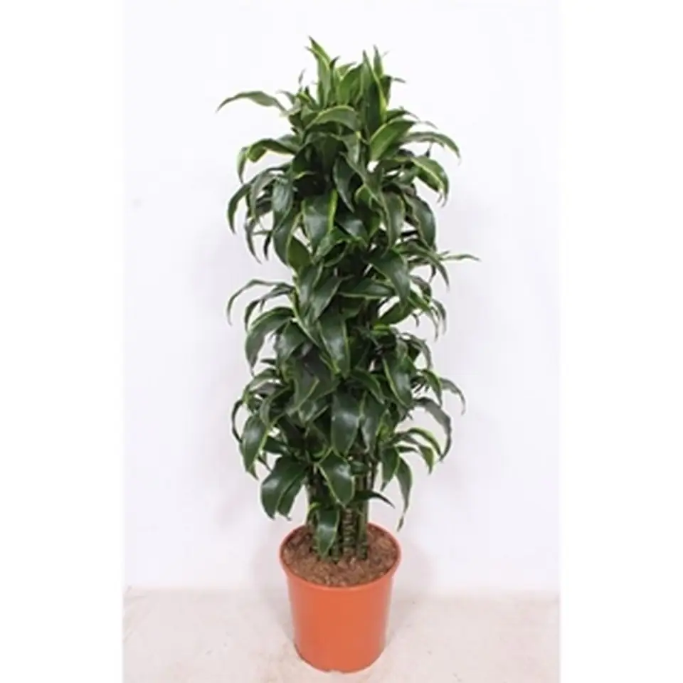 Драцена D30 H135 - Dracaena compacta Dorado